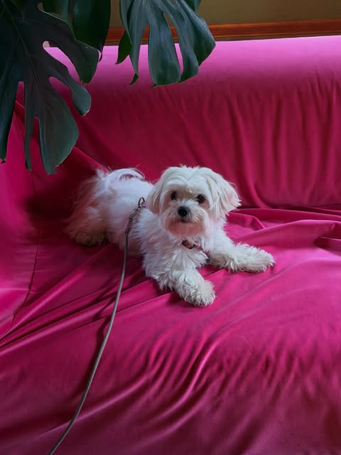 A white dog resting on a pink velvet sofa